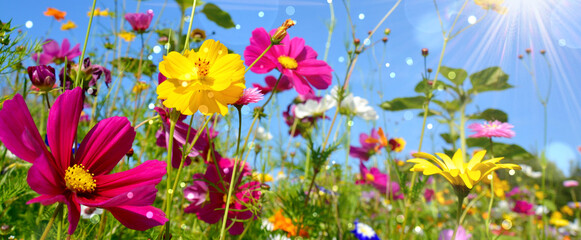 Colorful wild flower meadow with blue sky and sun rays with bokeh lights - floral summer background banner -  greeting card 