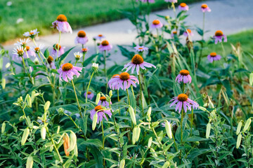 the coneflowers blooming alongside of Tiger Lilies in the garden