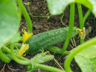 cucumber in the garden