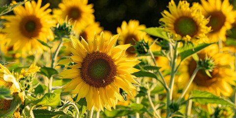 Beautiful yellow flowering sunflower in front of blue sky background.