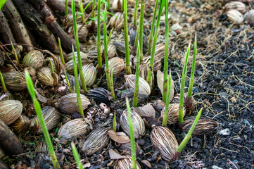 Small seedlings, plants that grow on the ground, Gardening.Sprout of plam tree