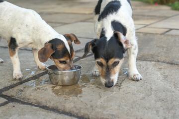 Two cute dogs are drinking water from a bowl in a hot summer - Jack Russell Terrier Doggy 10 and 12...