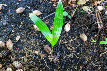 Small seedlings, plants that grow on the ground, Gardening.Sprout of plam tree