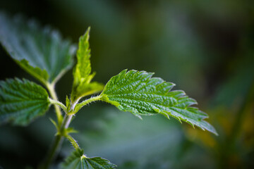 Nettle leaves against a green background