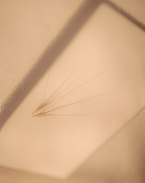 close up of wheat ears