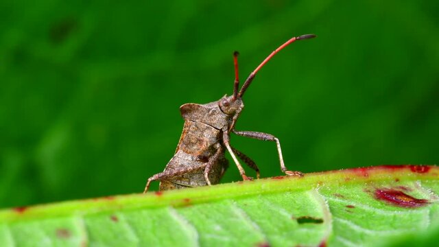 Dock Bug on a leaf. His Latin name is Coreus marginatus.