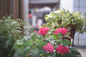 Fototapeta na wymiar 赤い花