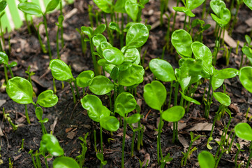 Small seedlings, plants that grow on the ground, Gardening.Young seedlings plants growing.