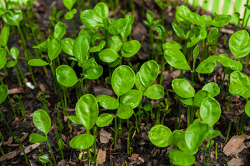 Small seedlings, plants that grow on the ground, Gardening.Young seedlings plants growing.