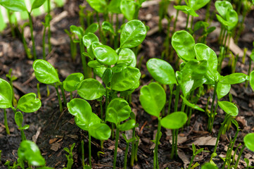 Small seedlings, plants that grow on the ground, Gardening.Young seedlings plants growing.