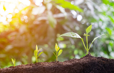 Plant grow sequence and agriculture with morning sunlight and bokeh green blur background. Germinating seedling grow step sprout growing from seed. 