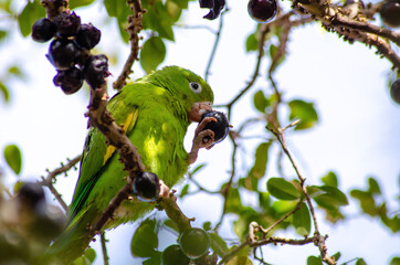 Maritaca, Brazilian bird eating jaboticaba or jaboticaba. selective focus.