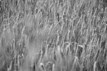 Getreide Feld im Sommer zur Erntezeit