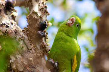 Maritaca, Brazilian bird eating jaboticaba or jaboticaba. selective focus.