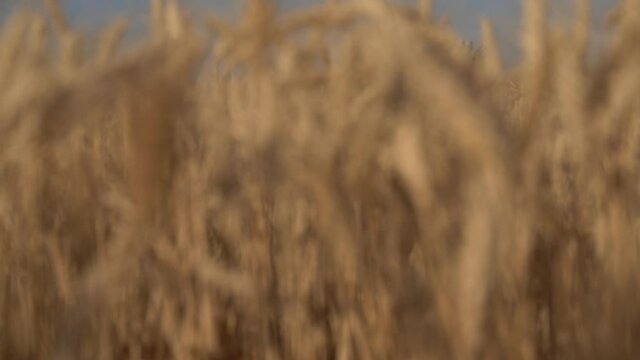 Wide wheat field with yellow spikelets in summer. 4k video wheat texture