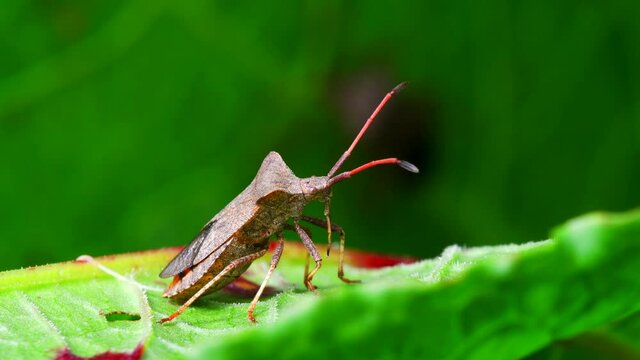 Dock Bug on a leaf. His Latin name is Coreus marginatus.