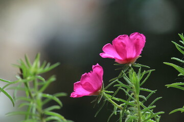 Pink Flowers Photo From Garden 