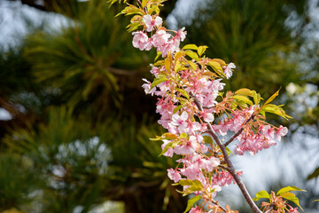 Kawazu Cherry blossoms and young leaves