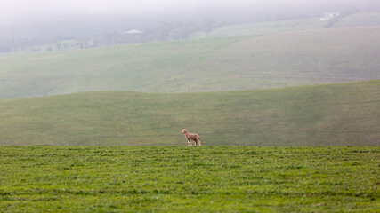 A single lamb on rolling green fields and hills on the fleurieu peninsula in myponga south australia on july 14 2020