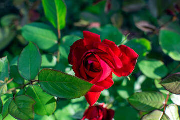 red rose in garden
