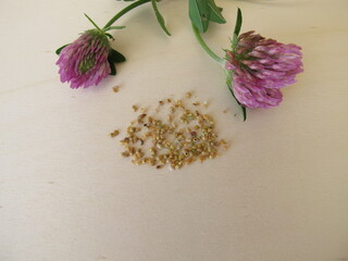 Flowering red clover and edible seeds on a wooden board