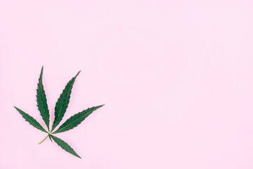 Cannabis leaf on a pink background. Flat lay copyspace