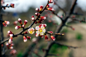 cherry blossom in spring