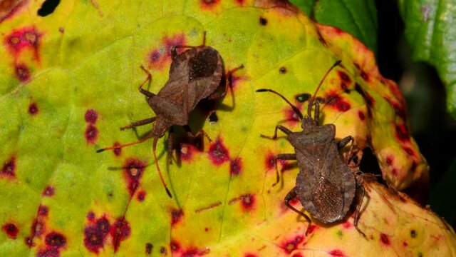 Dock Bugs in dance of love on a leaf. His Latin name is Coreus marginatus.