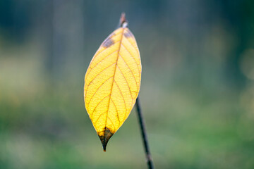 Obraz premium yellow autumn leaves