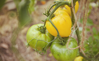 Ripe and unripe tomatoes hanging on a branch in a hothouse