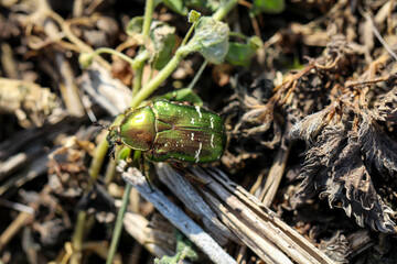 ein Rosenkäfer krabbelt auf einem Boden mit kleinen Stöckern entlang  © boedefeld1969