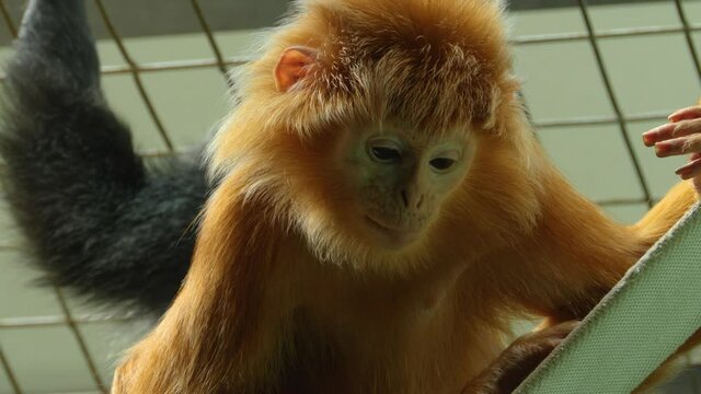 Close up of Javan lutung monkey looking around