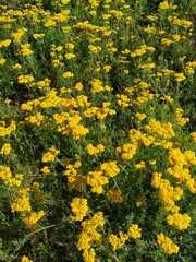 Yellow flowers in the garden