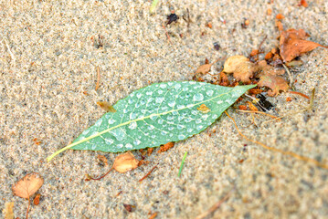 Leaf with the water drops on the sand.