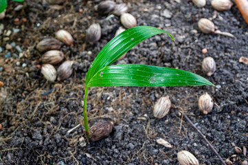 Small seedlings, plants that grow on the ground, Gardening.Sprout of plam tree