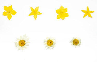 Beautiful herbarium of plants. Bright yellow flowers of cucumber and daisies on a white background.