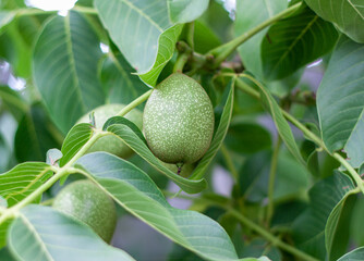 green walnut on a tree branch in summer