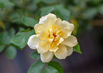 yellow rose close-up in the center in summer