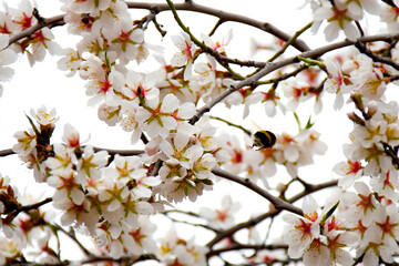 primavera en flor