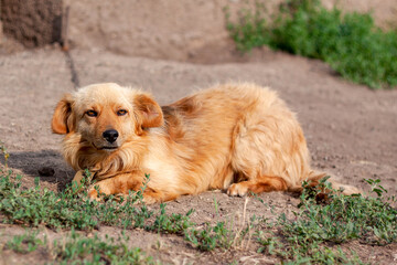 Obraz premium one cool red dog on a leash in the village guards the estate and far-yard and is very tired under the scorching sun. He is very friendly and loyal, good