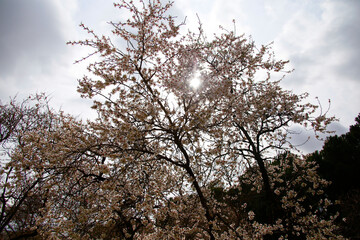 primavera en flor