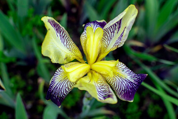 Bright iris flower in the garden