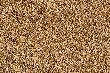 Ripened barley grain lies in a pile on a farm, concept - harvest 2020 and bread making. Village and agricultural, rural area is specified in it.