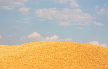 ripened barley grain lies in a heap under the sun on the farm, concept - crop 2020