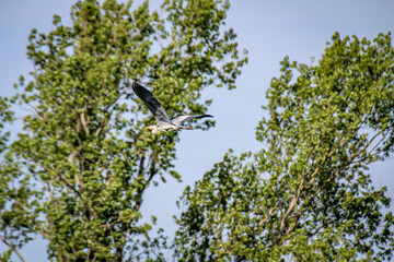 Portrait eines fliegenden Graureihers. Graureiher sind gute Flieger und immer auf Wiesen und Feldern zu finden.