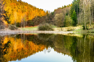 Vustra Pond - small protected water reservoir. Natural habitat for protected and endangered species of wetland vegetation and animals, Bohemian Paradise, Czech Republic