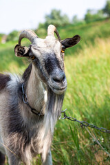 a portrait of a one very cute goat with a collar in the village in the hot summer, she looks straight in the camera
