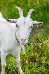 a portrait of a one very cute white goat with a collar in the village in the hot summer, she looks straight in the camera