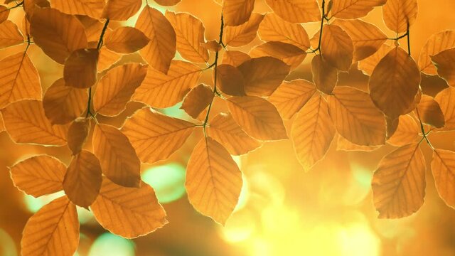 Autumn yellow orange leaves background. Autumn foliage sways in the wind in the rays of the setting sun. Autumn vegetal background. UHD, 4K