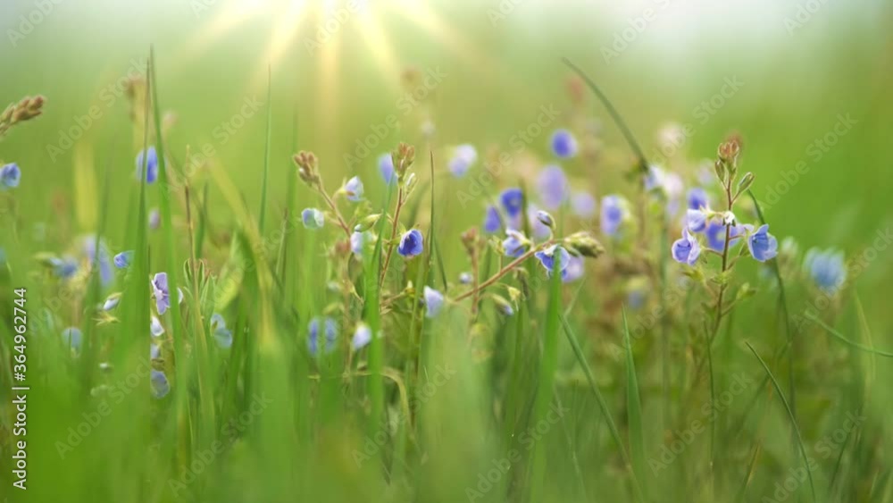 Poster Violet summer field flower on the wind. Small delicate flowers in the grass in a meadow in the rays of the setting sun. Summer nature concept with blurred bokeh background